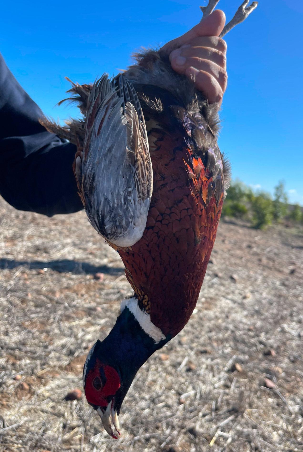 Pheasant Hunting Methods in Morocco: Field-Tested Techniques for Real Hunters 🦚