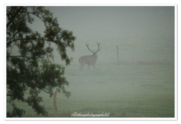 Le roi de la forêts 📸📸
