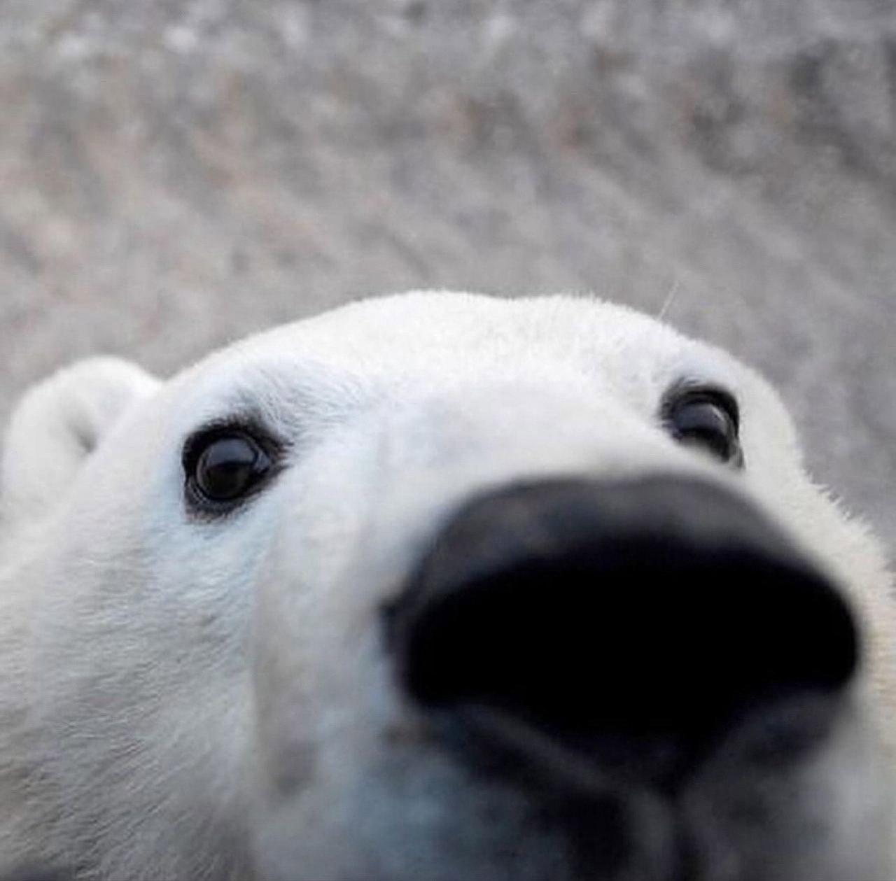 Na internetu su objavljeni selfiji medvjeda snimljeni kamerom.