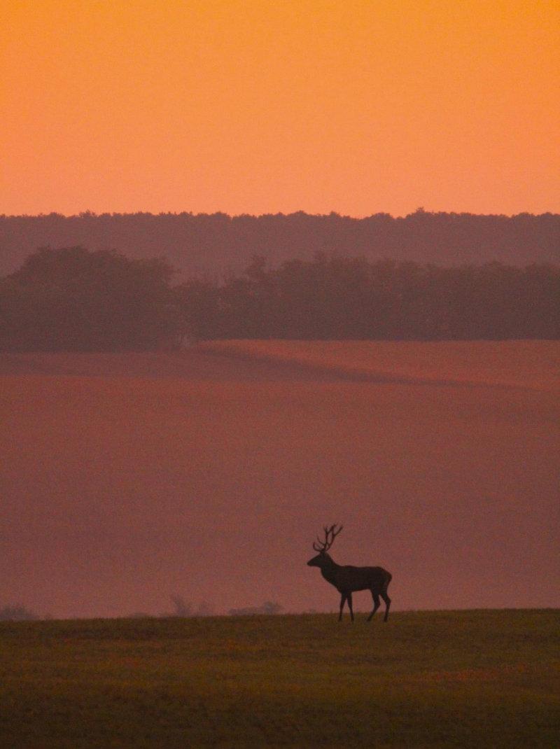 Südbalaton 30.09.2023: Frühansitz zur Nachbrunft im Top-Staatsrevier.