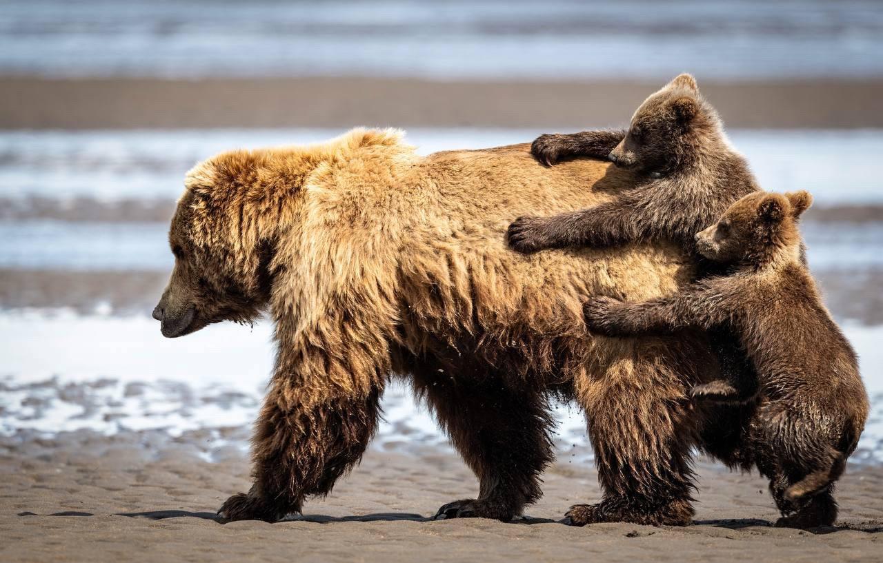 Стали известны финалисты конкурса смешных фотографий дикой природы Nikon Comedy Wildlife Awards 2024.