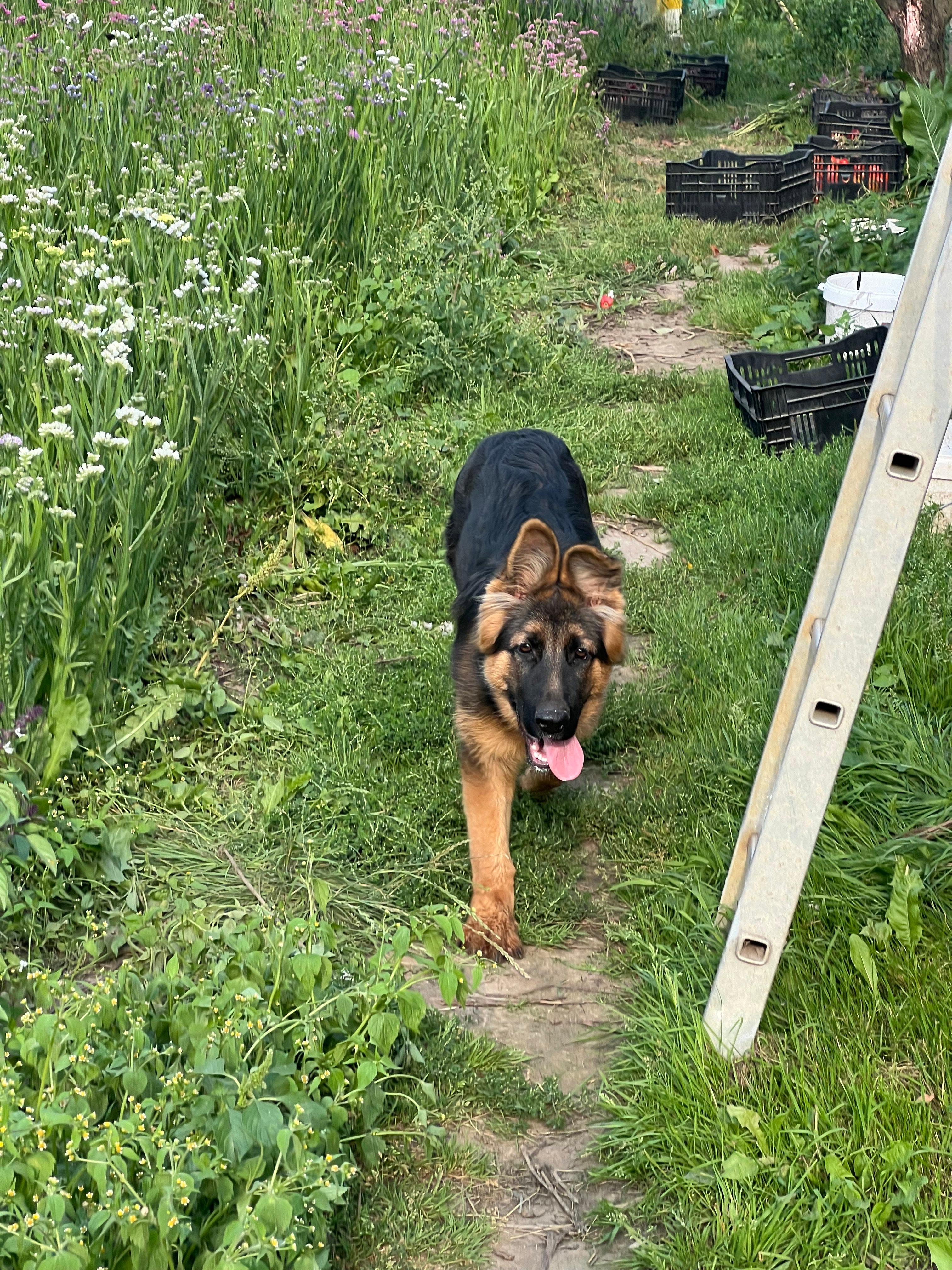 Это мы гуляли на выходных, сейчас уже не гуляем 🐕