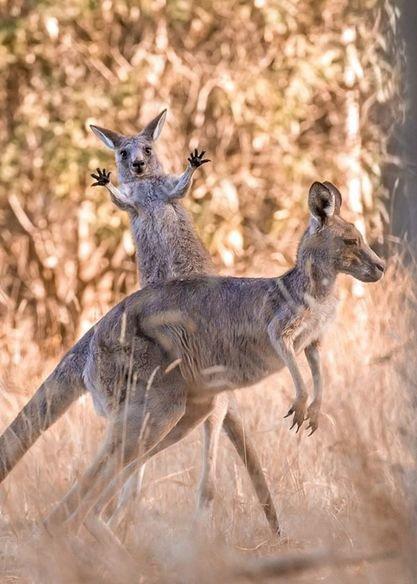 Prix ​​de la meilleure photographie animalière comique.