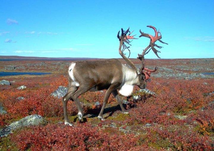 This photo of caribou on the autumn tundra while losing their antler velvet was taken on Canada's Far North.