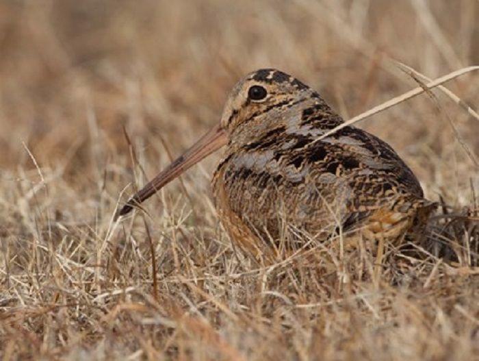 Use These Tips – Woodcock and Grouse Hunting in Michigan
