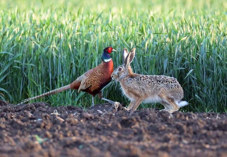 "Le Lièvre et le Faisan : Une Rencontre dans les Champs de Blé"