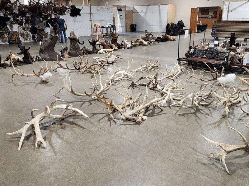 We DEFINITELY have our work cut out for us for the Friday  antler auction  day 2 of this huge 3 day auction in Maquoketa Iowa October 12-14 attended in person or bid online