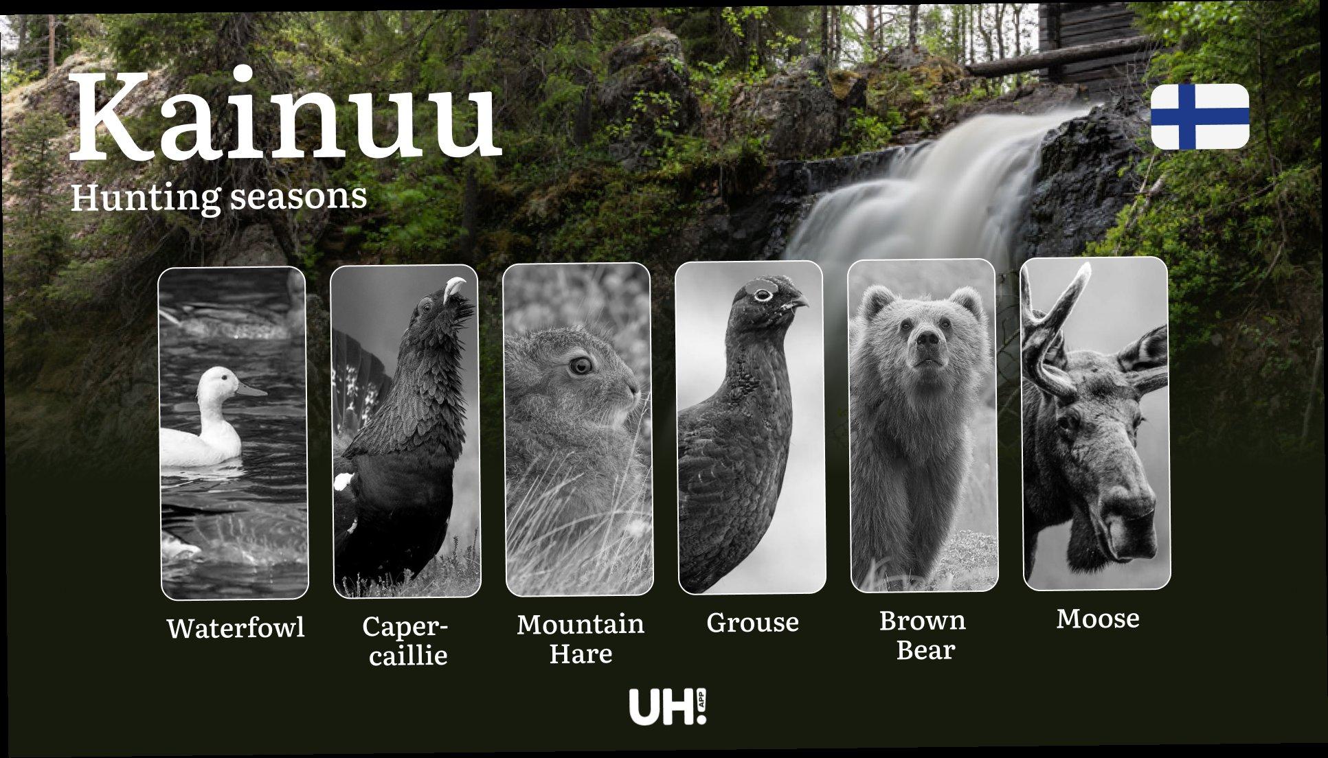 Hunting Seasons in KAINUU: Official Opening/Closing Dates, Required Permits, Key Regulations and Practical Recommendations
