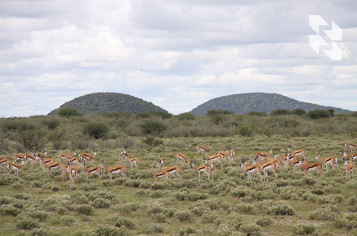 Alternative Botswana