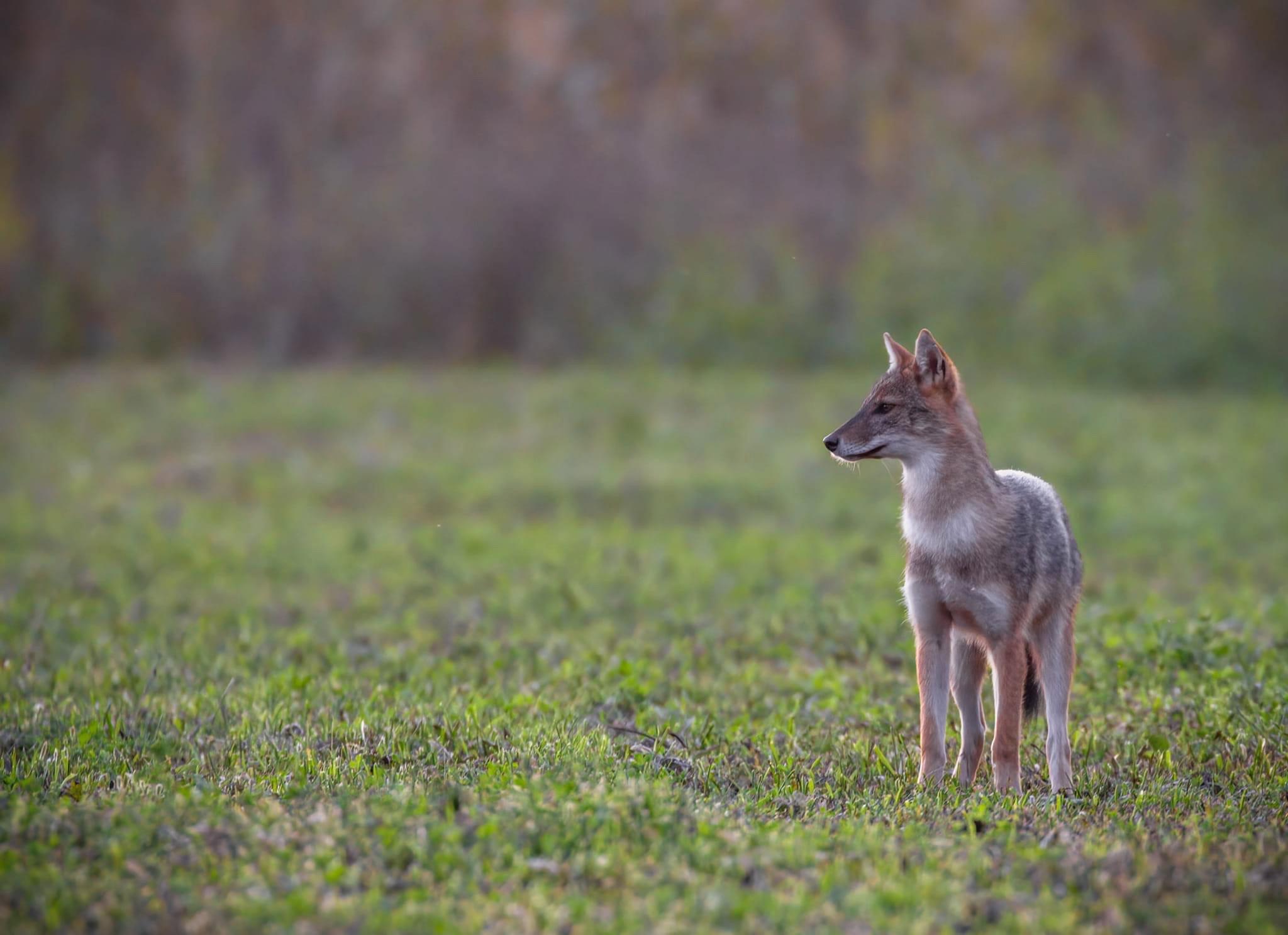 Capturing the Curiosity of a Majestic Jackal in Romania