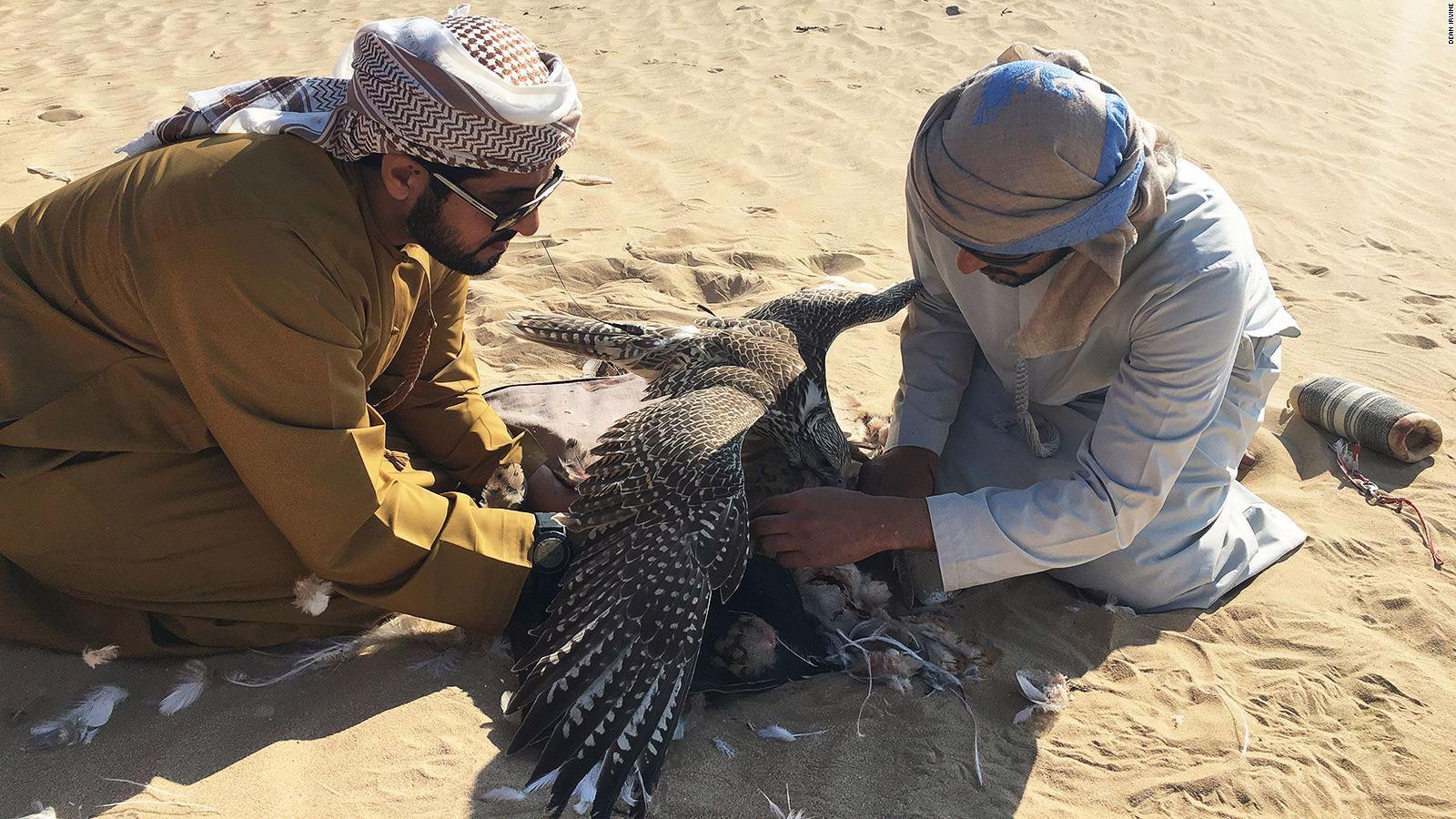 Desert hunting with the falcons of Abu Dhabi