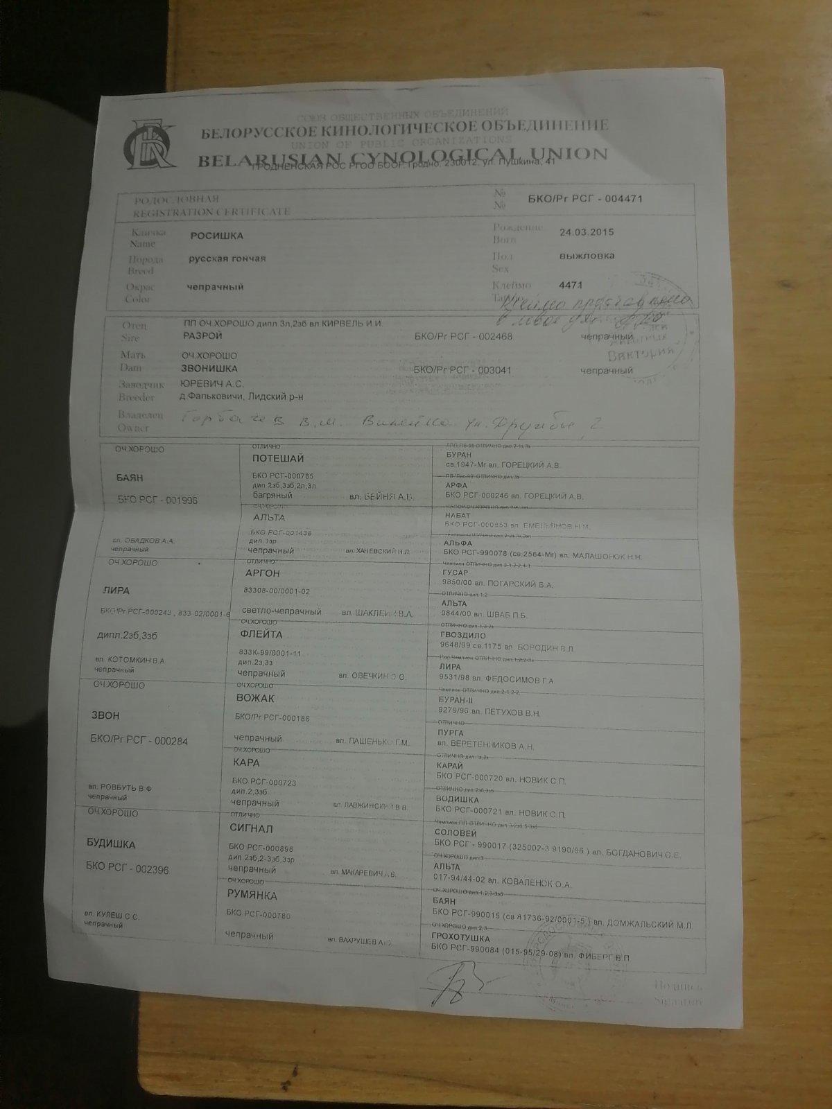 Продам щенков русской гончей с родословной от дипломированных родителей.