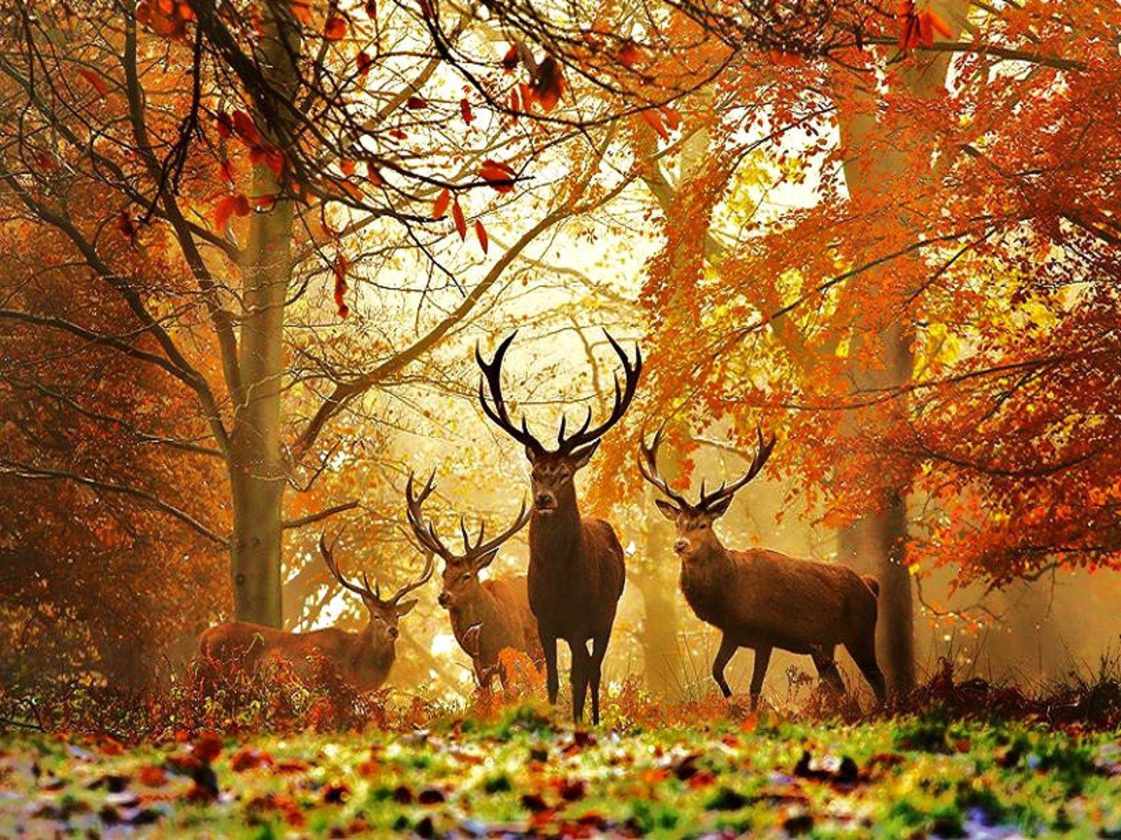 FALLOW DEER
