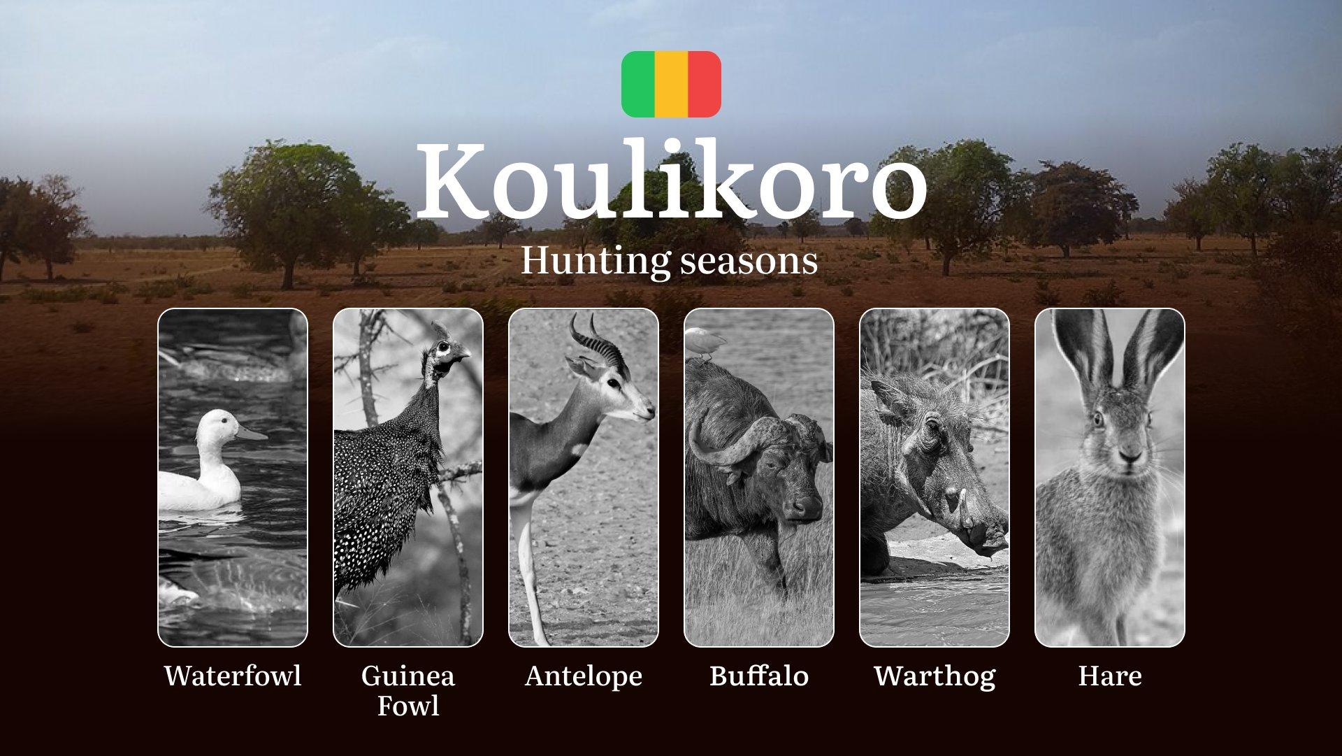 Koulikoro: Official Hunting Periods, Legal Limits and Seasonal Bans, Licensing Requirements, Fines and Legal Consequences of Non-Compliance, Strategic Planning, Timing, Equipment