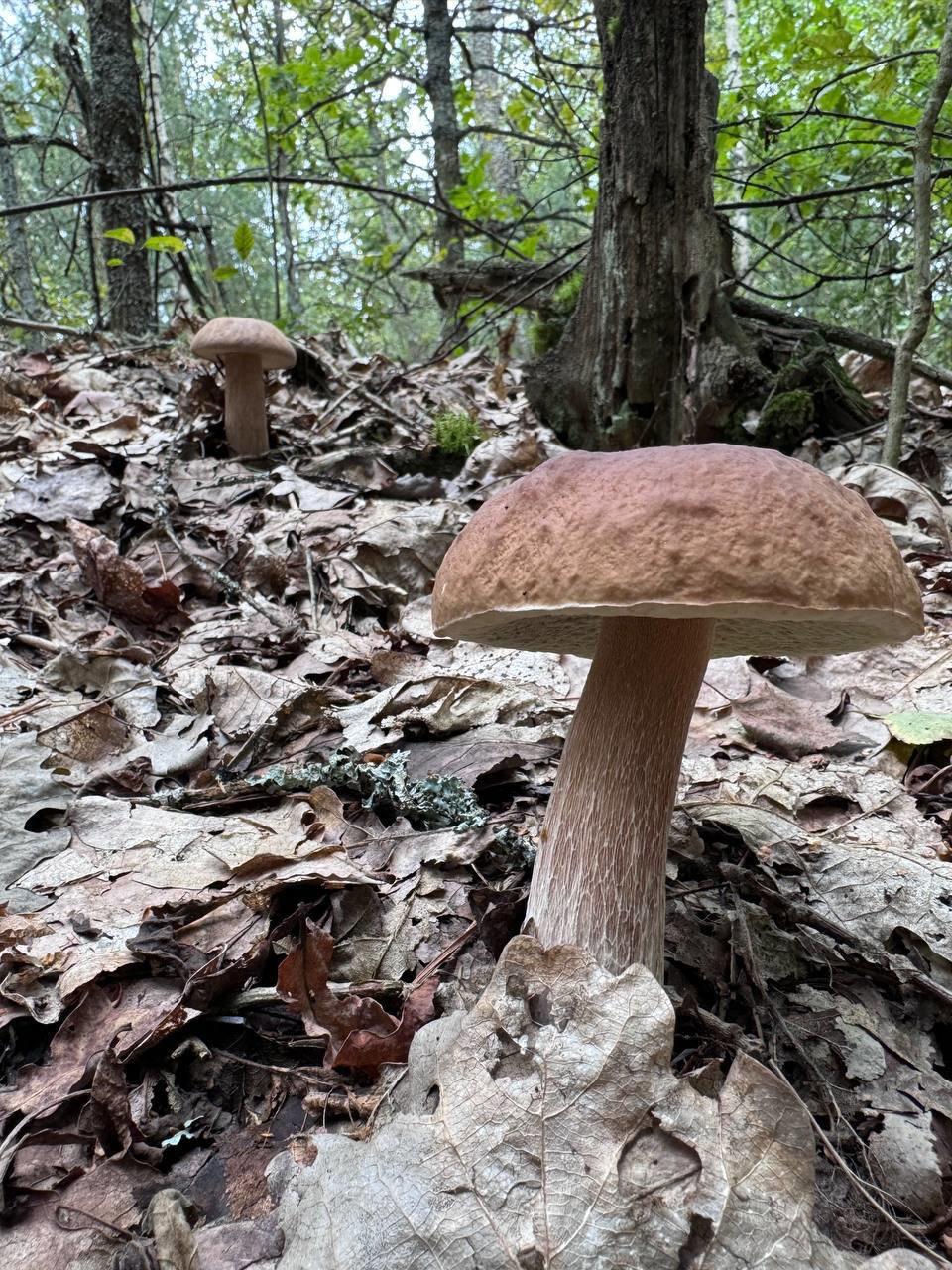 🍄Jučer je Sergej Gribov nastavio svoj tihi lov.