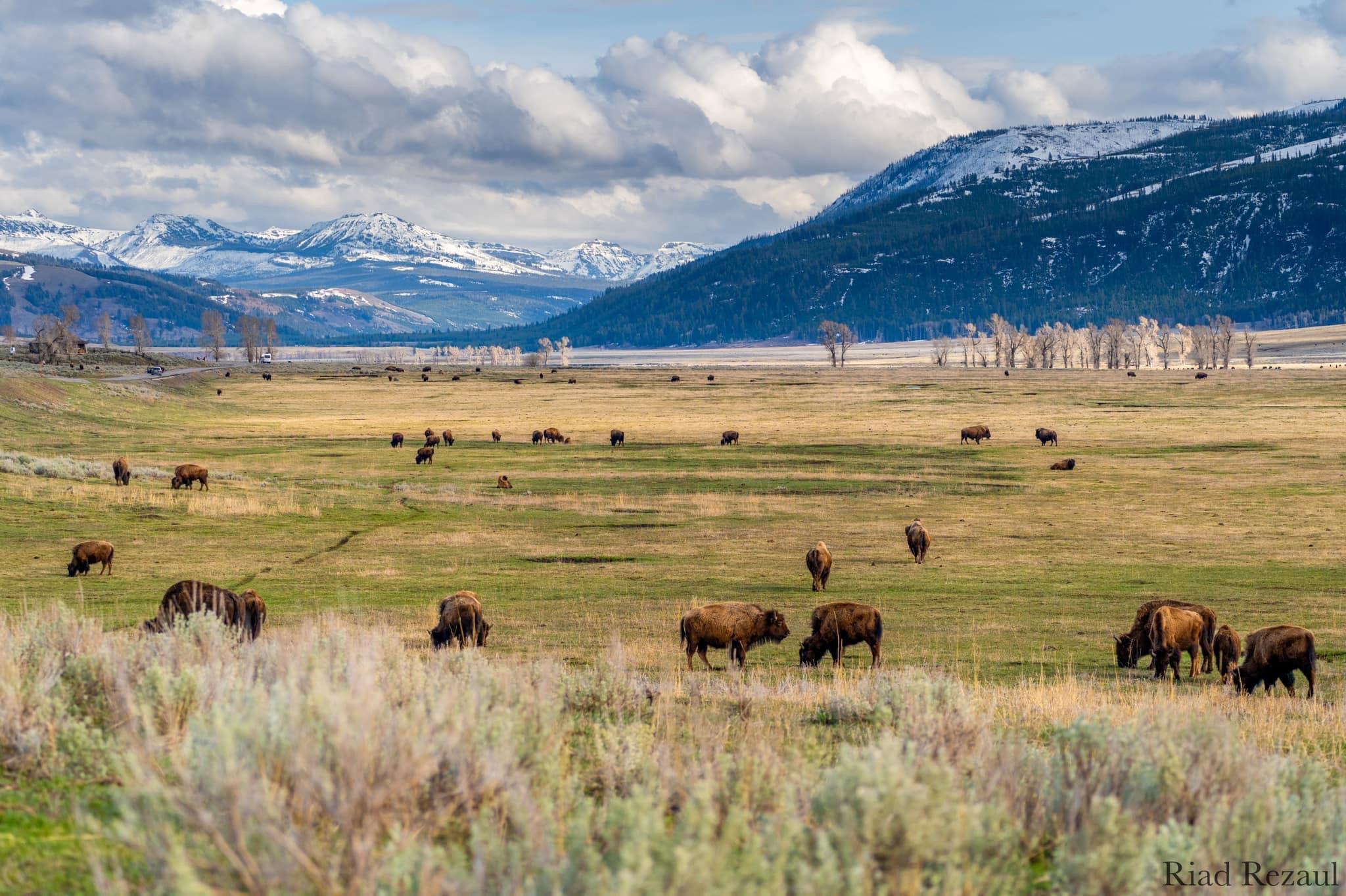 My first time visiting Yellowstone National Park this year.
