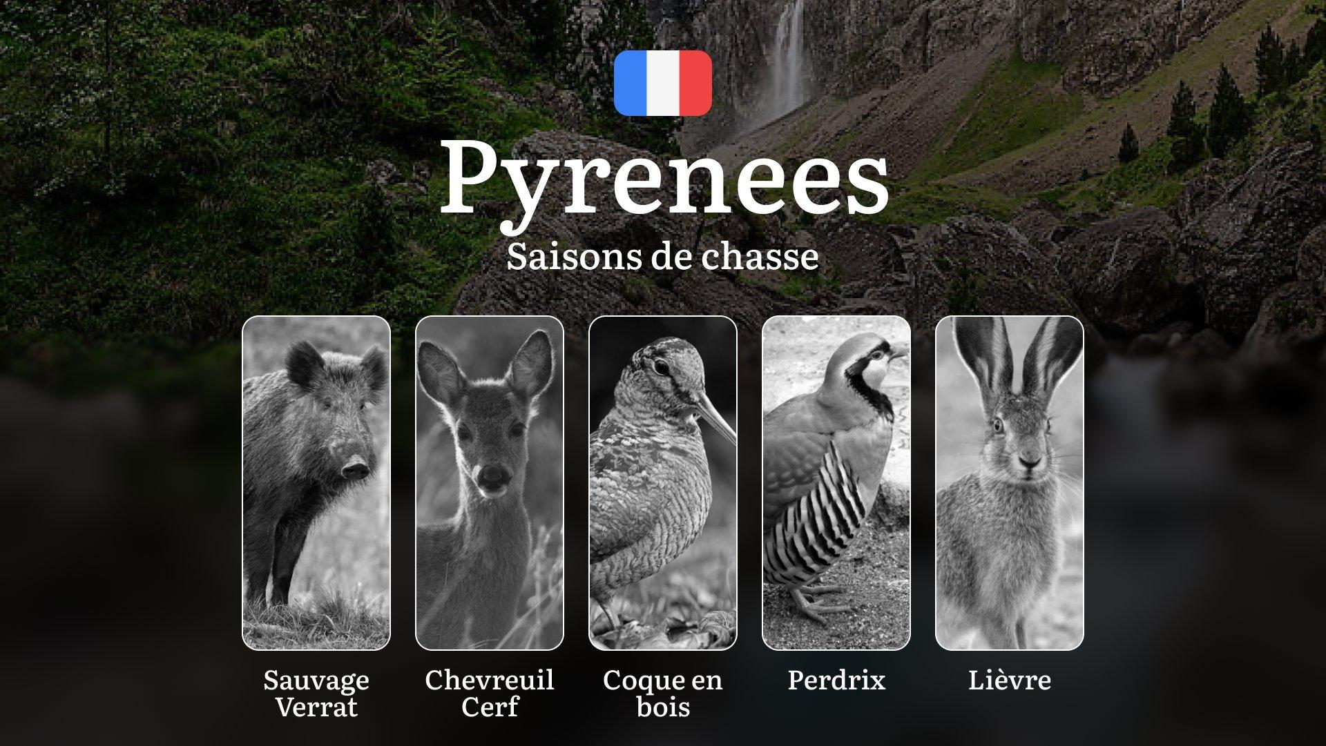 Saisons de Chasse dans les PYRÉNÉES: Dates Clés, Réglementation en Vigueur, Obtention des Licences et Sanctions en Cas de Non-respect des Règles