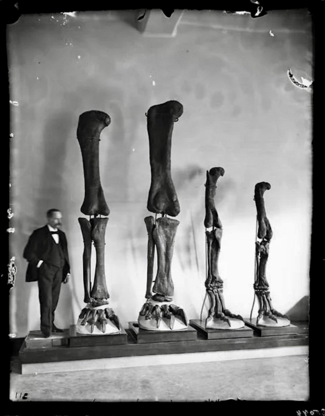 Henry Osborn – bone hunter