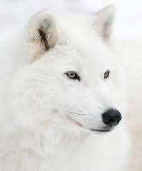 The Arctic wolf (Canis lupus arctos), also known as the white wolf or polar wolf, is a subspecies of grey wolf native to the High Arctic tundra of Canada's Queen Elizabeth Islands, from Melville Island to Ellesmere Island.