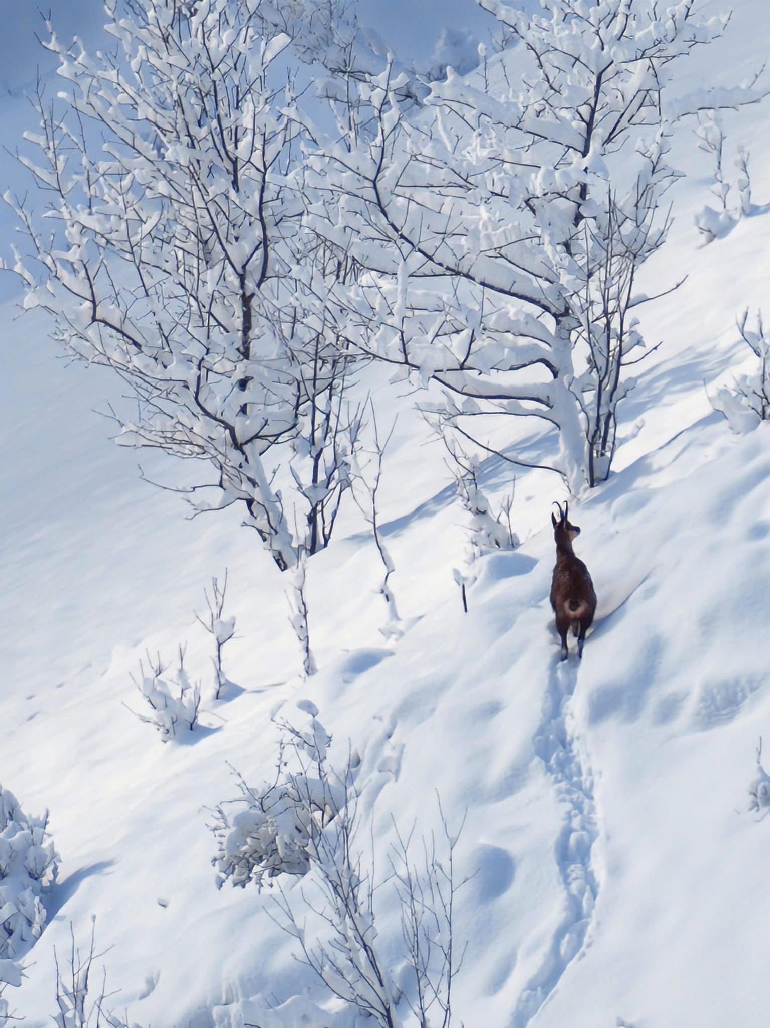 série prise en début de mois de Janvier en Savoie, dans la vallée des Bellevilles.