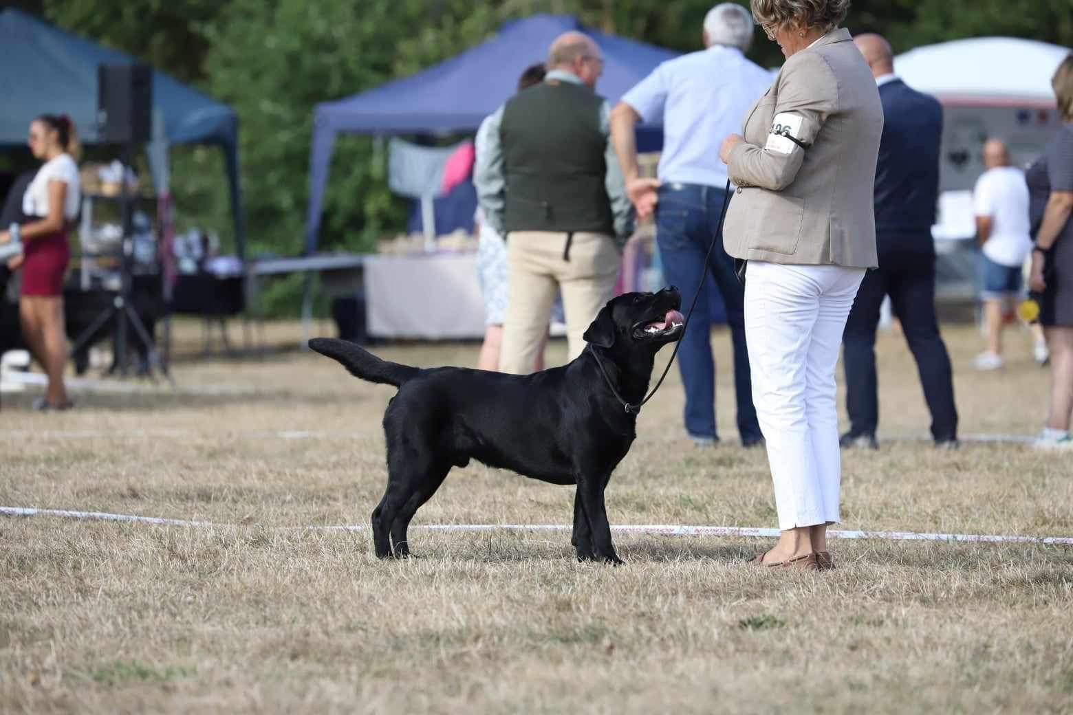 Heureuse de vous annoncer la naissance des 6 chiots issue du mariage de Rivale des Geguis et de Tweed du château de bigny 