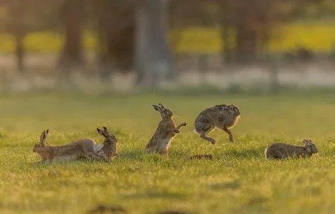 ATC Piacenza 1, vorzeitige Schließung der Hasenjagd angeordnet