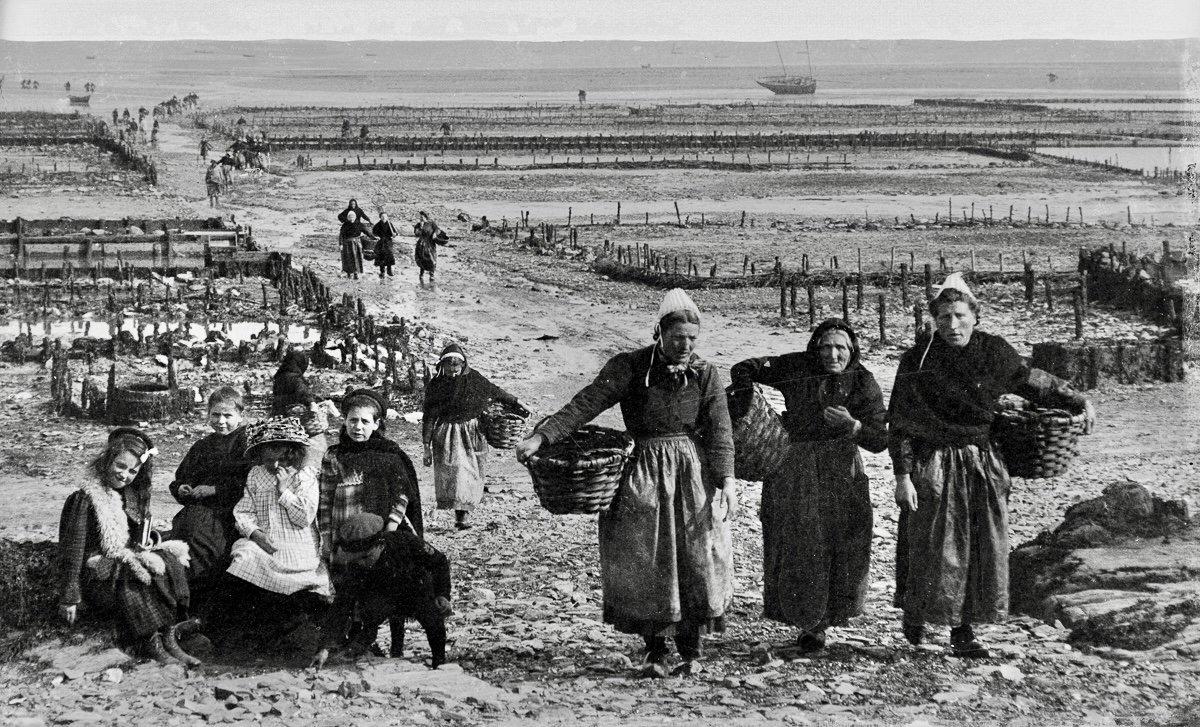 Oyster hunting and sorting in 19th-century France was an essential maritime and culinary practice that reflected both the country’s deep gastronomic traditions and the evolving dynamics of coastal economies.