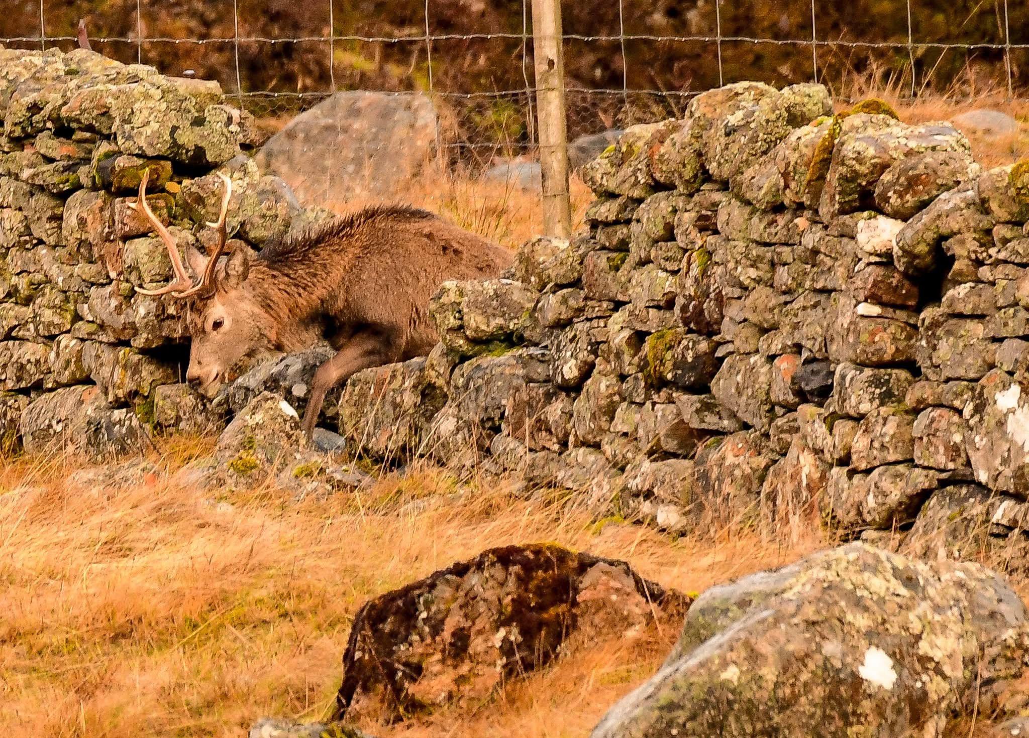 A wander up into the hills in search of Red stags .