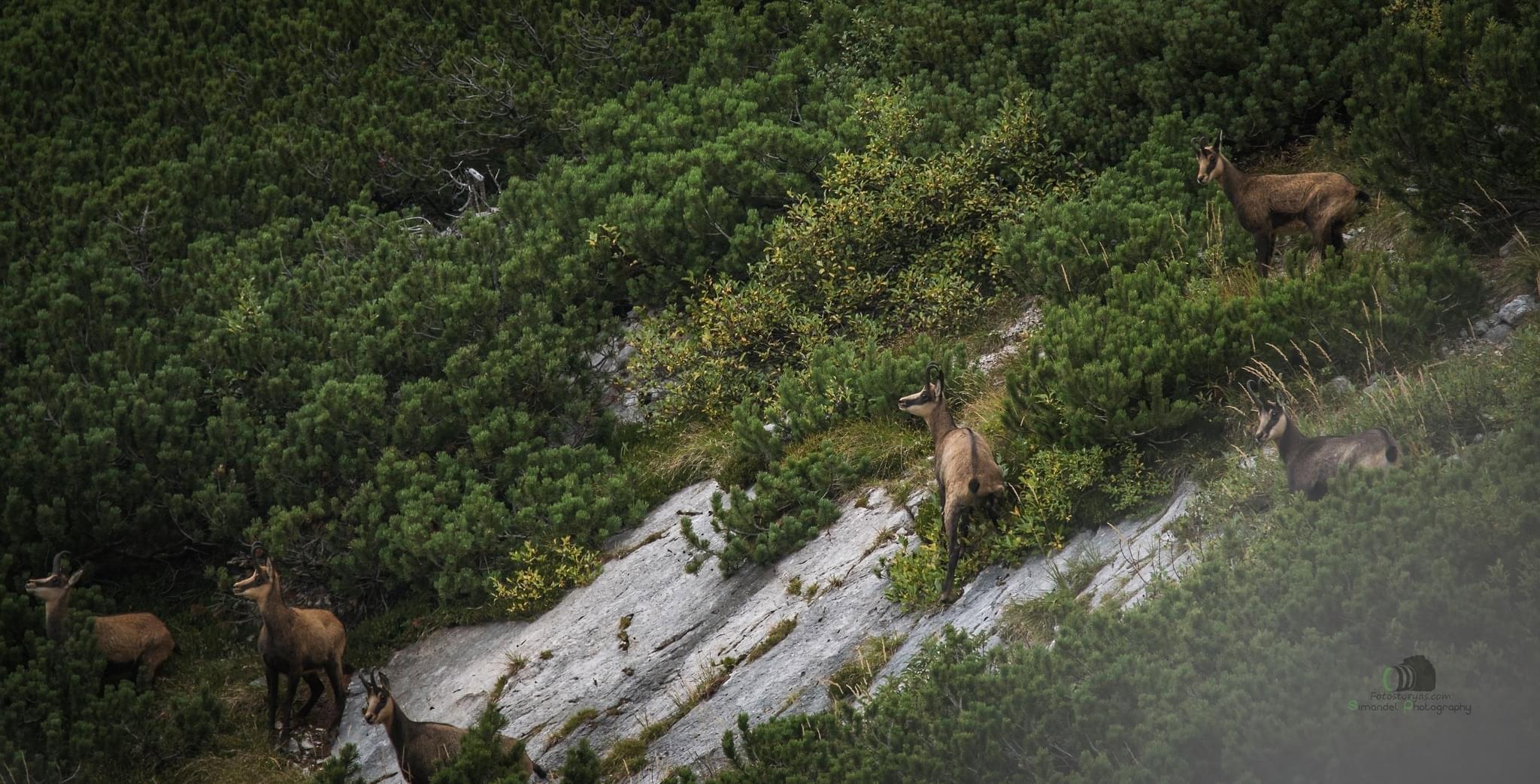 Slovenian Hunting Expedition to the Heights