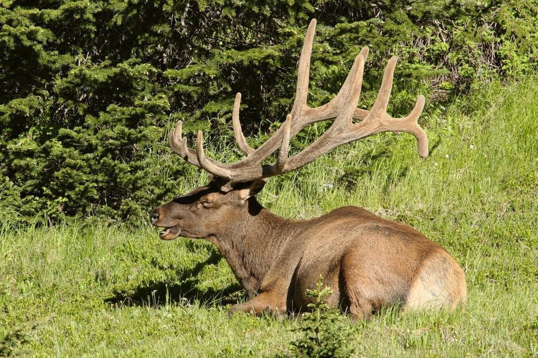 These beautiful bull elk took a break on the hillside along TRR.