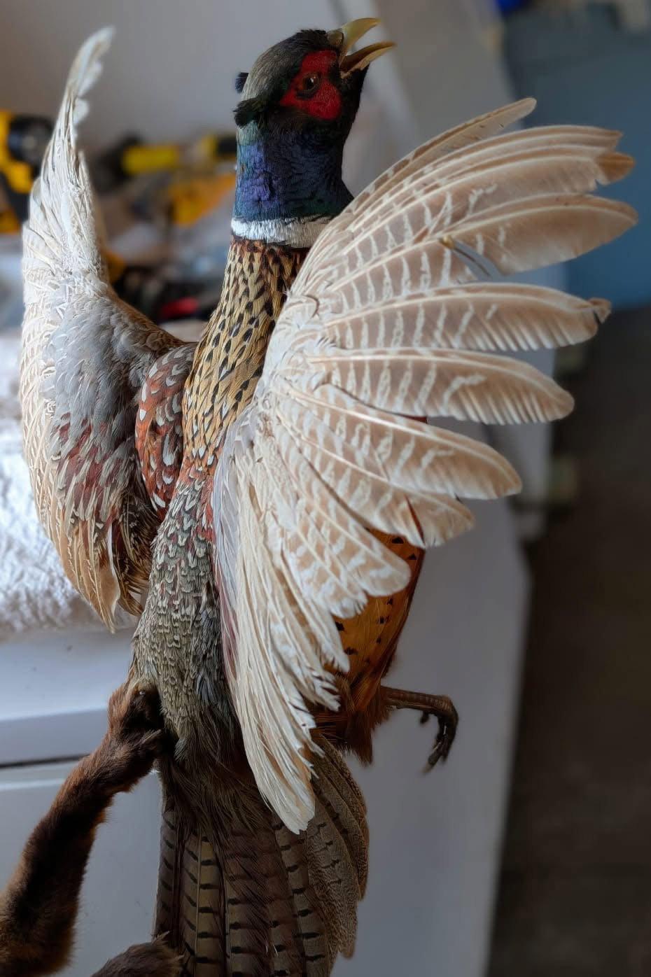 Mounts for sale in Northern Wisconsin pm me for more (details) 