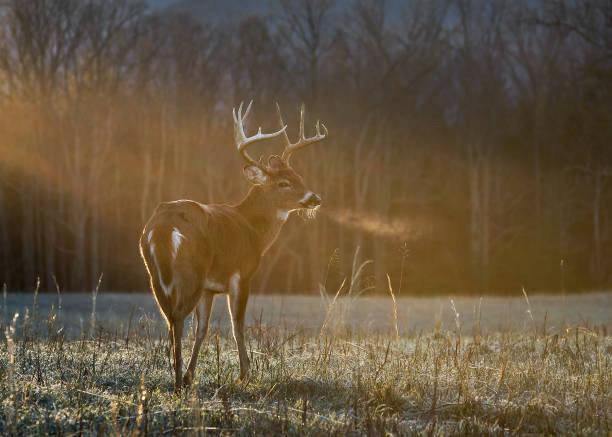 🍂 Hunting Season is Here!