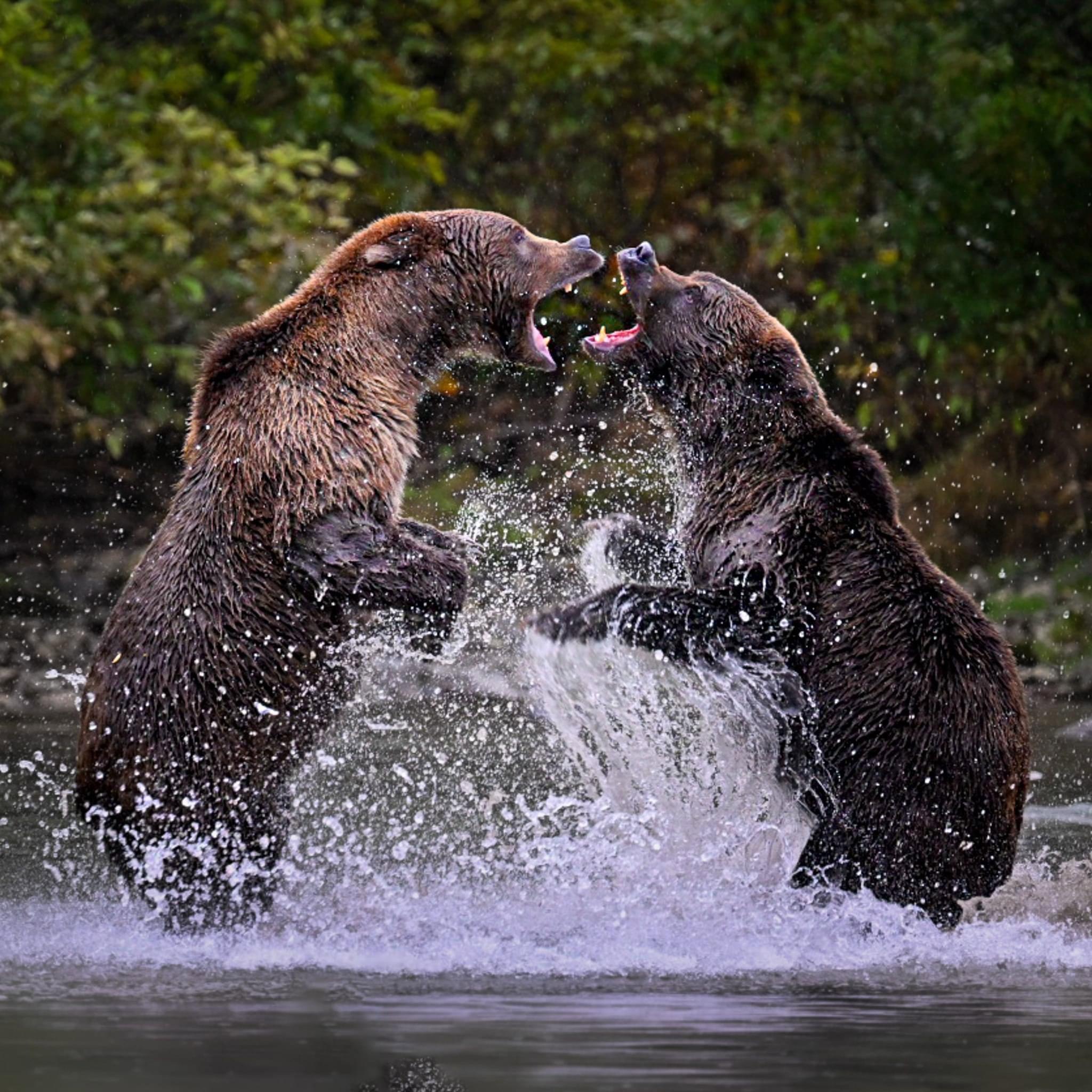 A Blessed Experience with Bears at Lake Clark National Park, Crescent Lake
