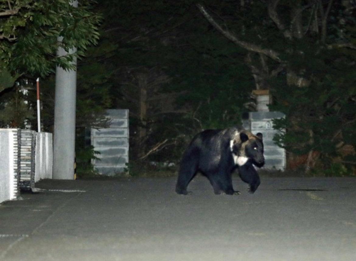 日本でのクマの攻撃の数が記録的なペースで増加しているため、地方自治体は状況に対処するのに苦労しています。