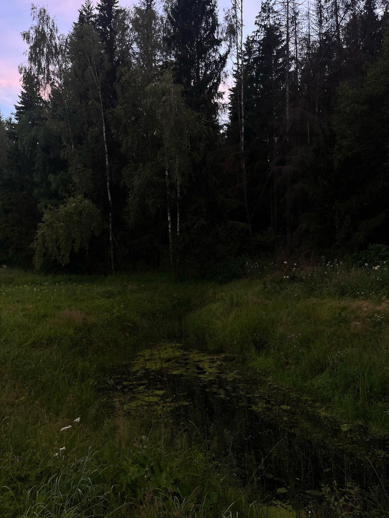 Как же прекрасен лес летом