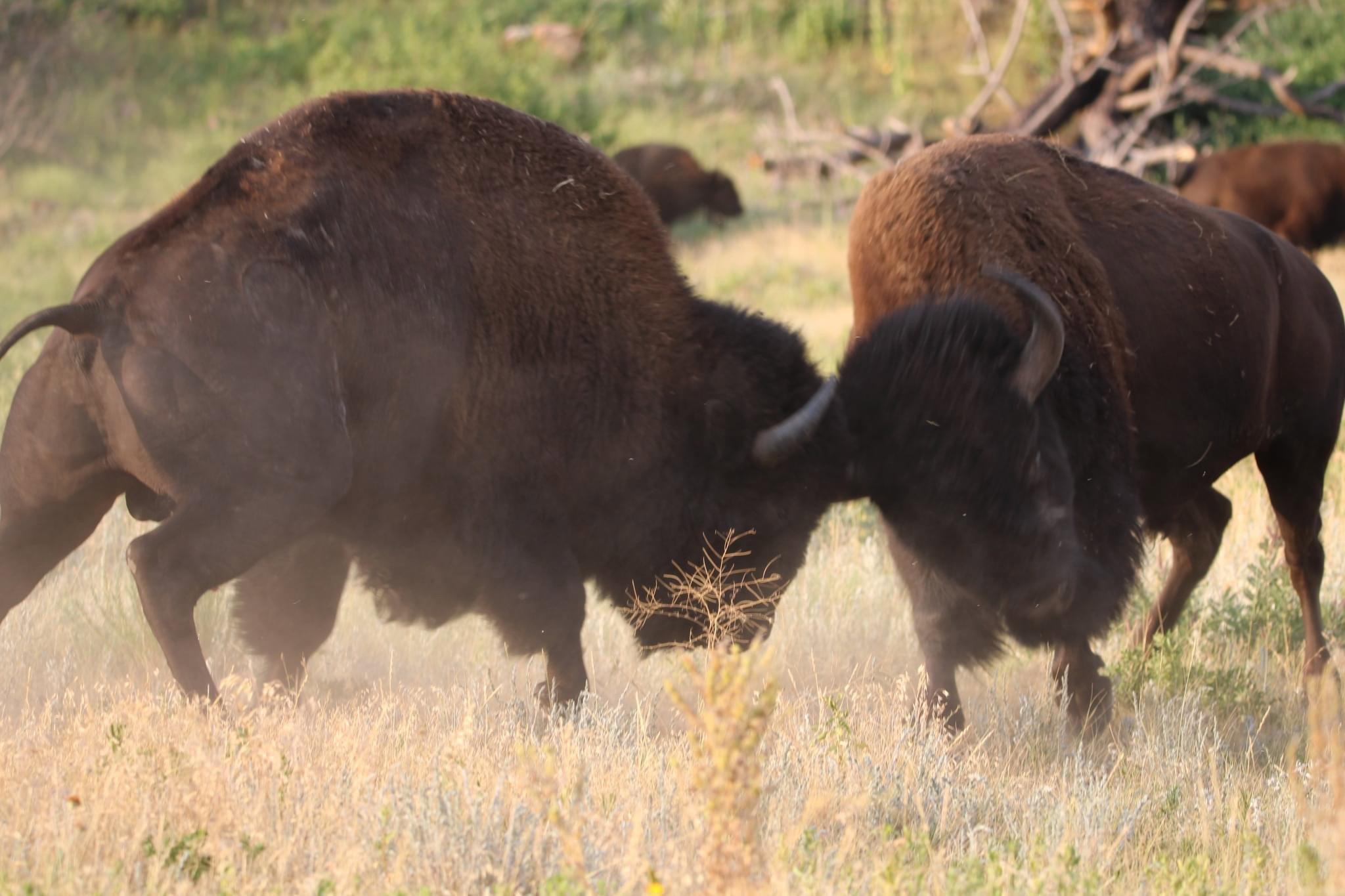 Bison sparing and some elk.