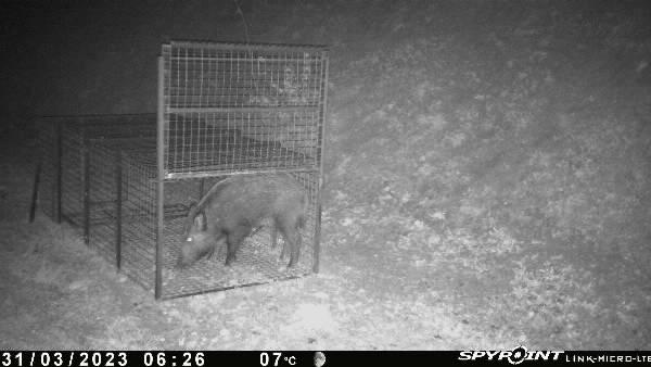Récemment, la Fédération des chasseurs du Tarn a donné quelques nouvelles d’Obélix, un sanglier capturé et équipé d’un collier GPS le 31 mars dernier dans le cadre d’une étude menée sur le Grand Albigeois.