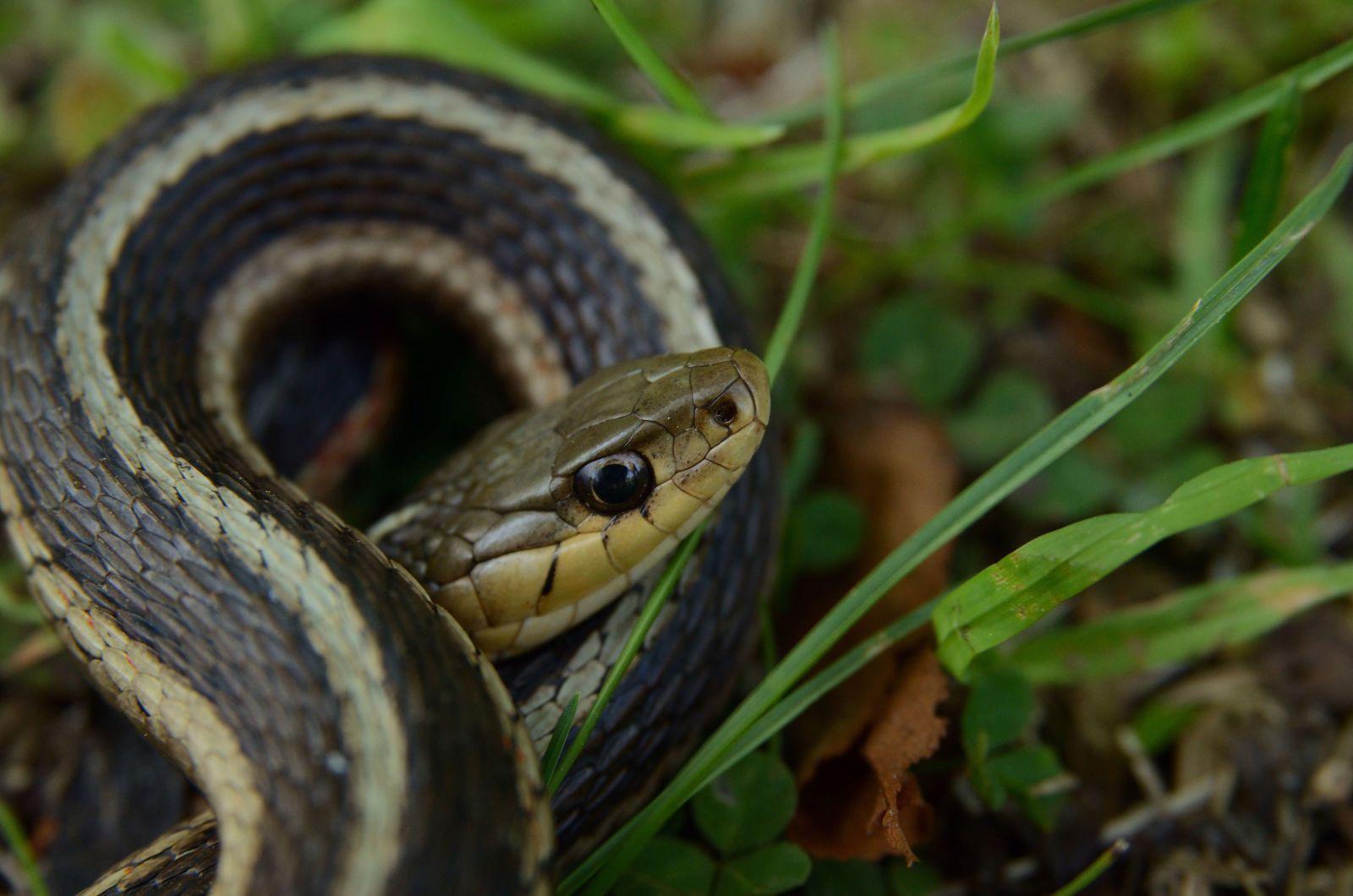 Can snakes recognize themselves?
