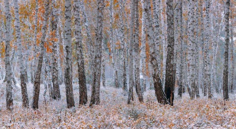 Ну вот и пошли первые заморозки, готовимся к зиме...