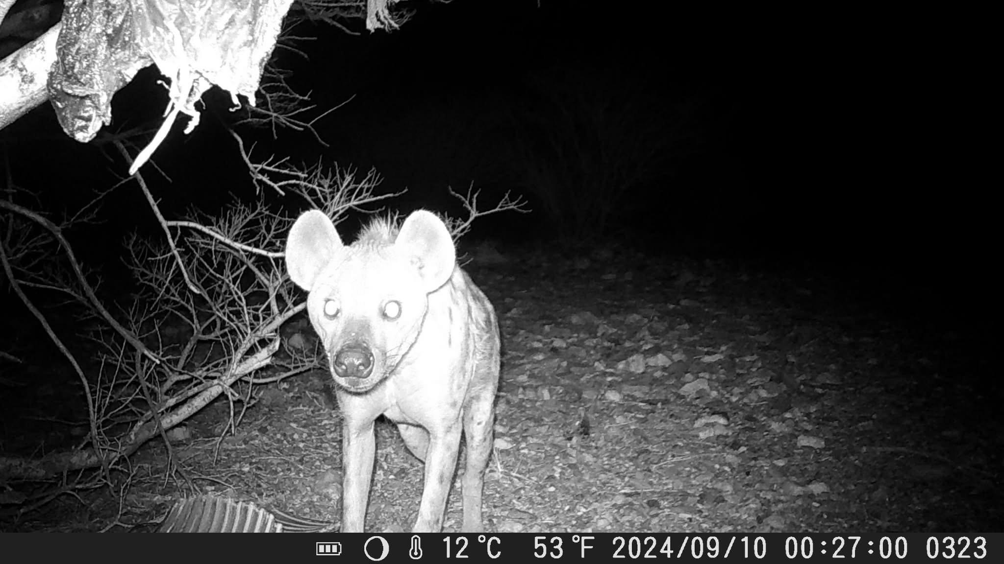 LEOPARD HUNT IN NAMIBIA 2025.