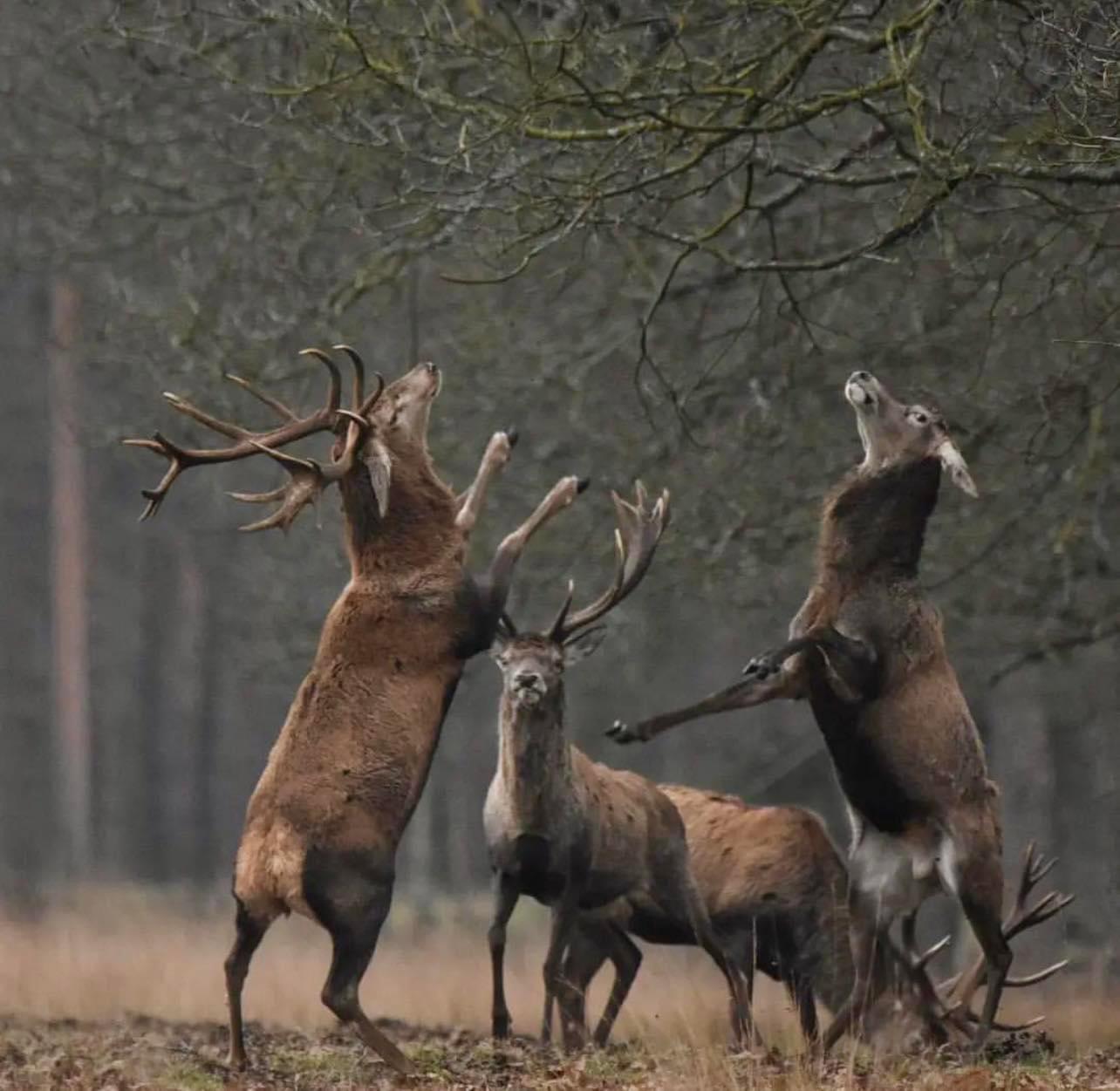 A fantastic photograph of Red stags boxing