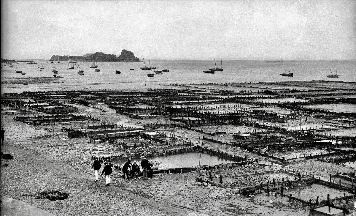 Oyster hunting and sorting in 19th-century France was an essential maritime and culinary practice that reflected both the country’s deep gastronomic traditions and the evolving dynamics of coastal economies.