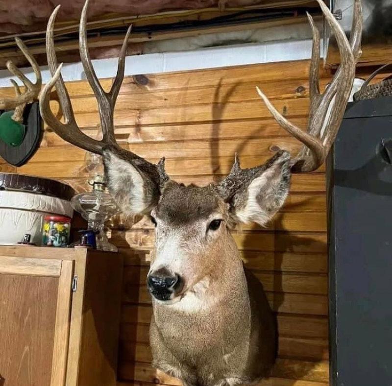 If you want all the Deer spins ,  I can do that.