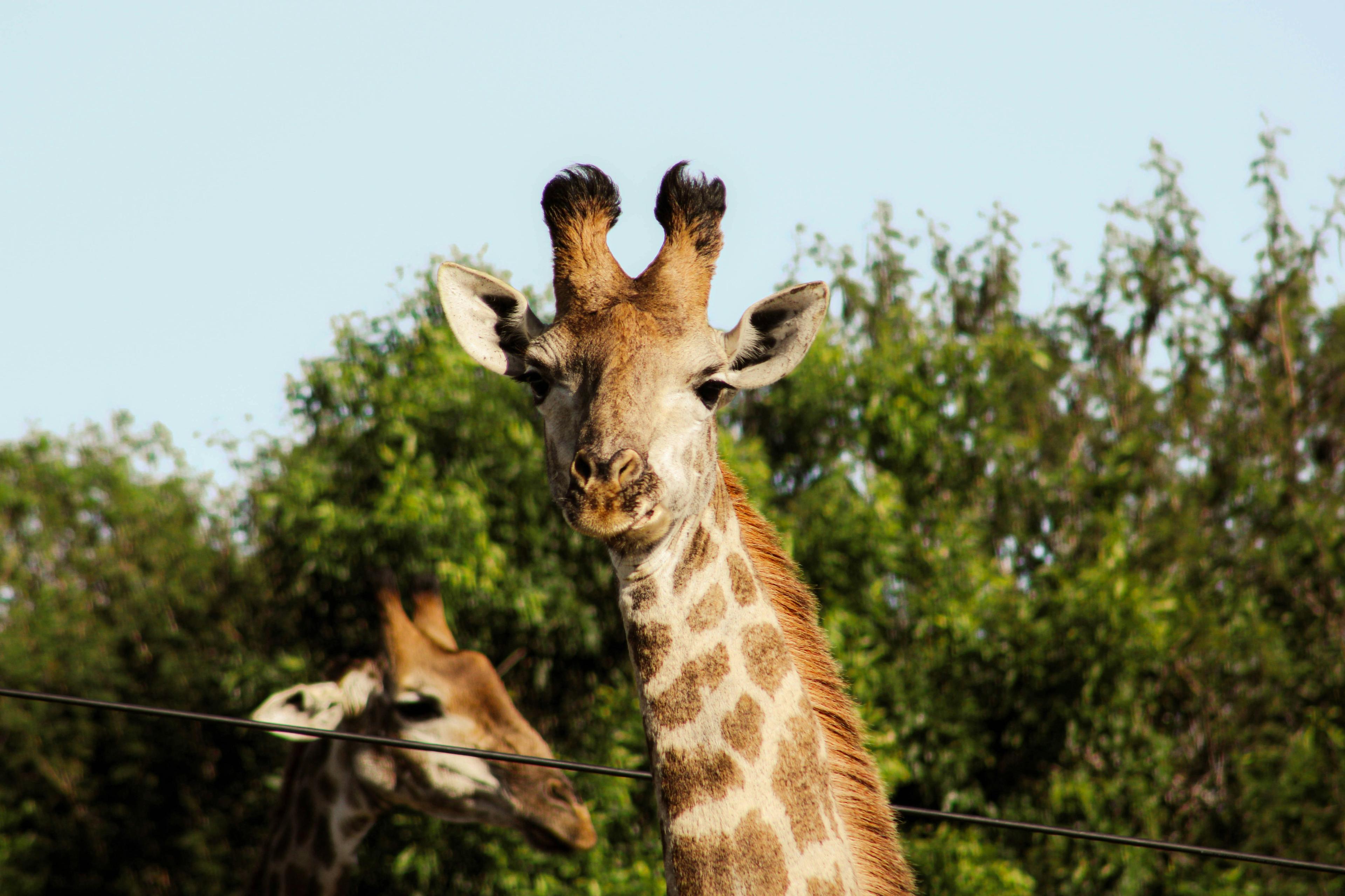 Hunting in NIASSA: A Detailed Guide to Wildlife, Traditions, Rules, and Extraordinary Hunting Experiences in Mozambique’s Untouched Wilderness