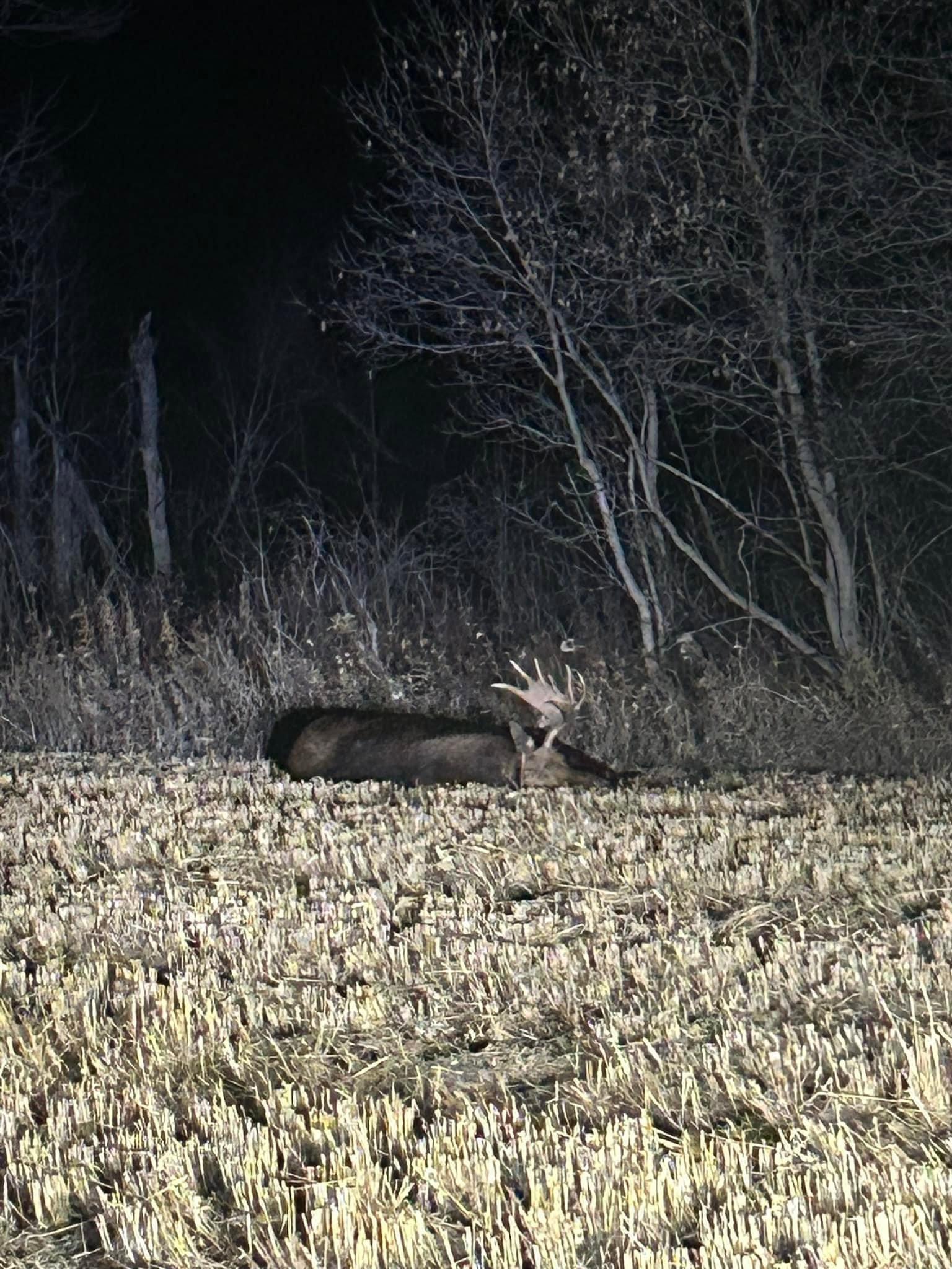 First moose of the season