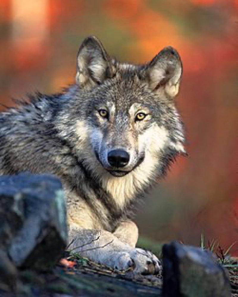 The wolf, or gray wolf, or common wolf, is a species of predatory mammals from the Canid family.