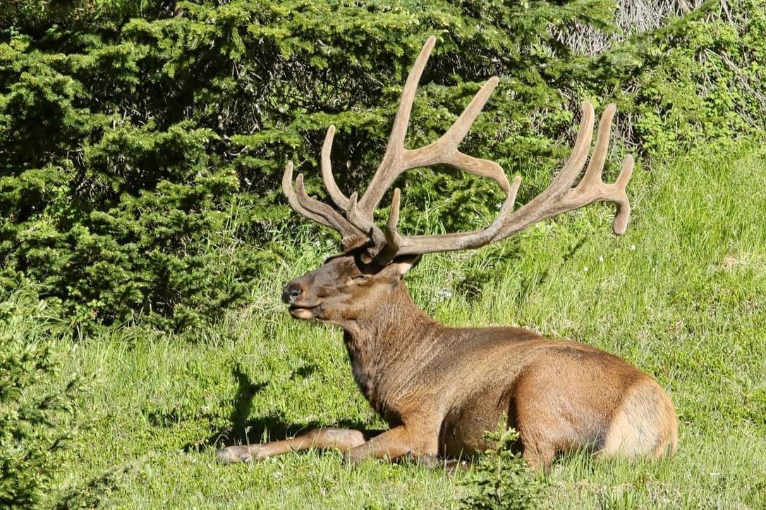 These beautiful bull elk took a break on the hillside along TRR.