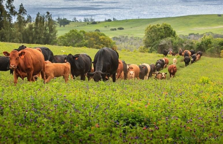 The family-owned Pu’u O Hoku Ranch manages 14,000 acres of the precious forest, agricultural, and conservation lands on the east end of Molokai, Hawaii.