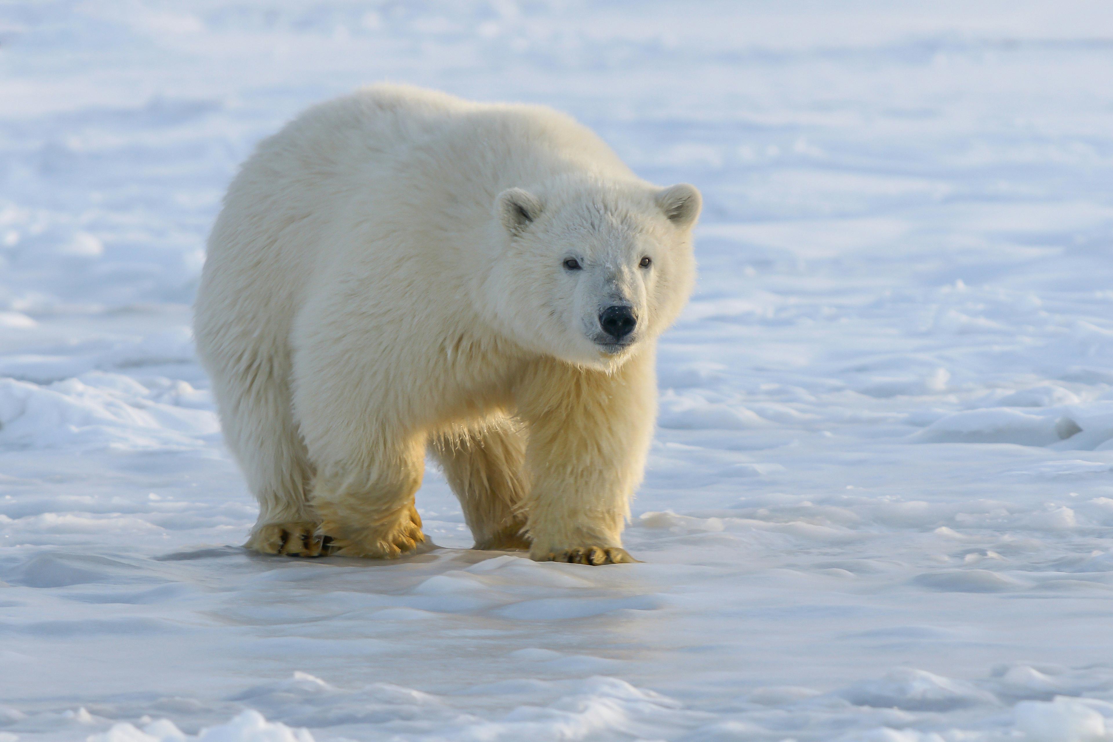 La chasse dans la TOUNDRA ARTIQUE du Canada : Animaux emblématiques, saisons extrêmes et défis de chasse