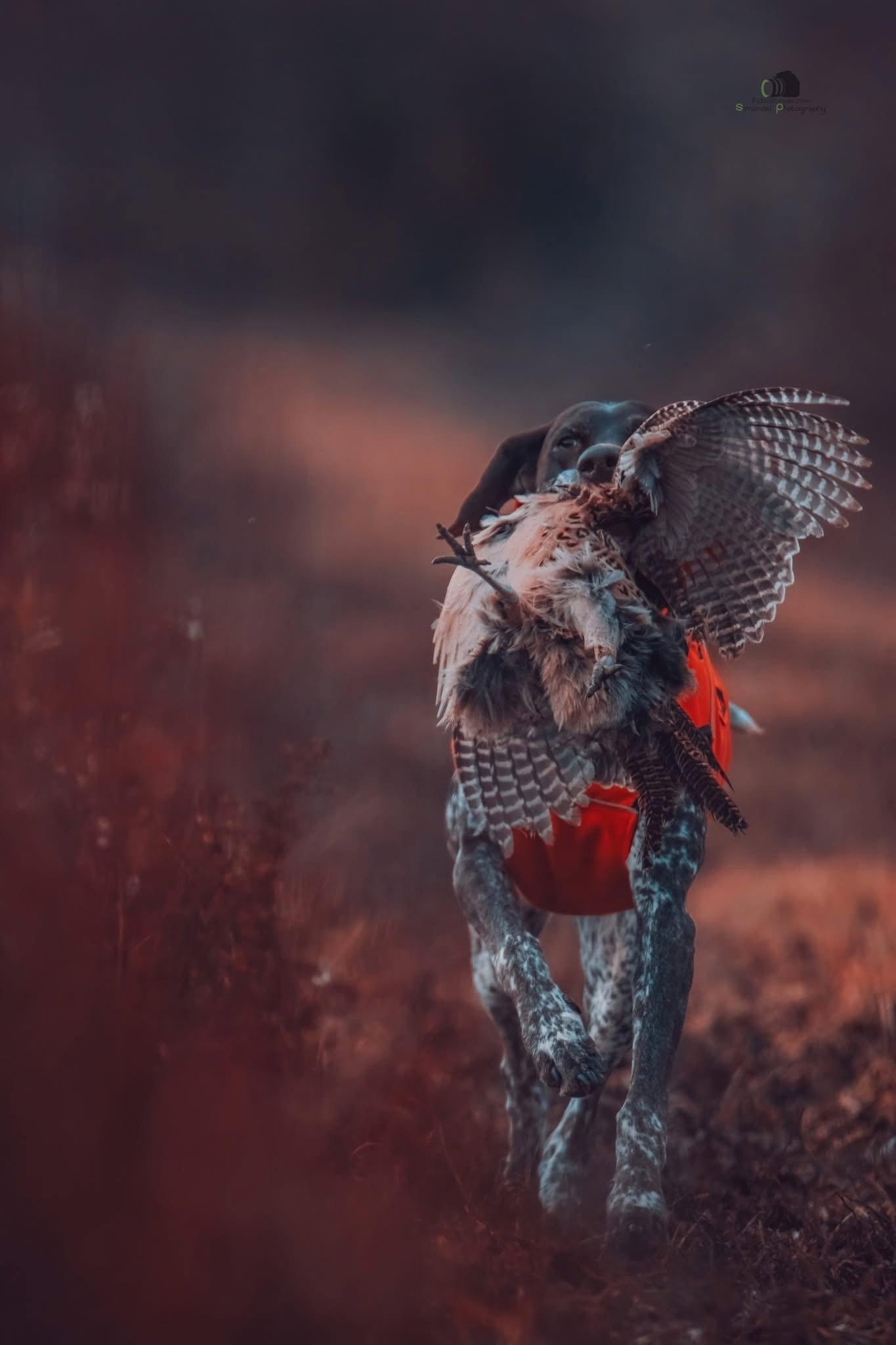 The second series of hunting photos from a pheasant hunt between the banks in the heart of the floodplain forests.🐾🌿